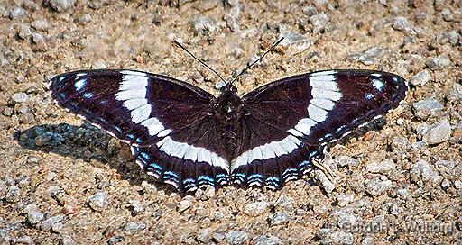 White Admiral_DSCF21375.jpg - White Admiral (Limenitis arthemis) photographed near Lindsay, Ontario, Canada.